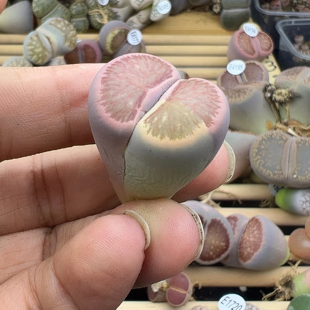 4807有伤福利11111111