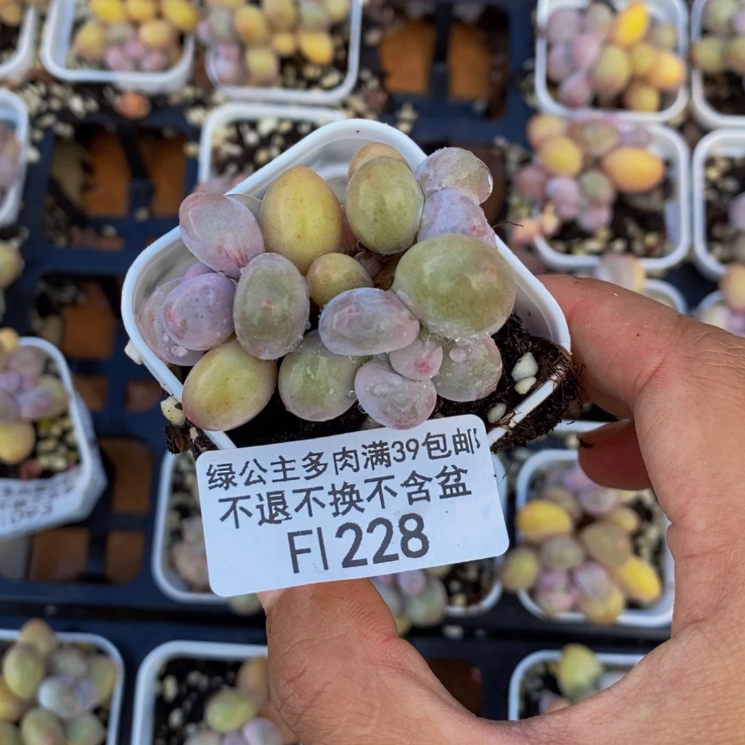 228糖豆奶多肉4cm