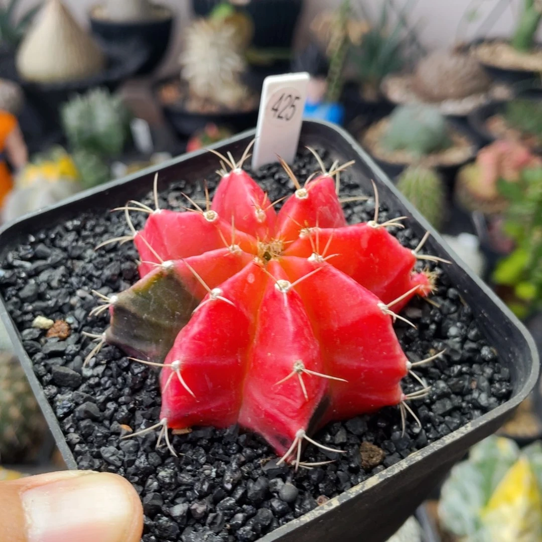 仙人球满28包邮盆5公分米哈锦6公分