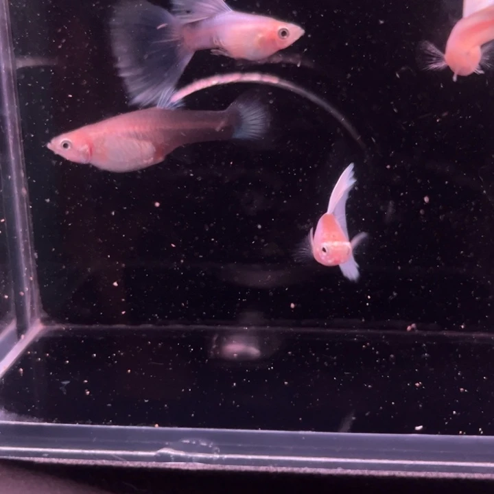 孔雀鱼紫霞仙子3公1母