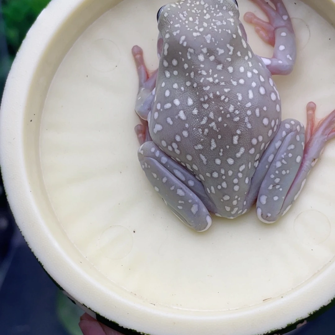 老爷树蛙蓝眼灰皮暴雪