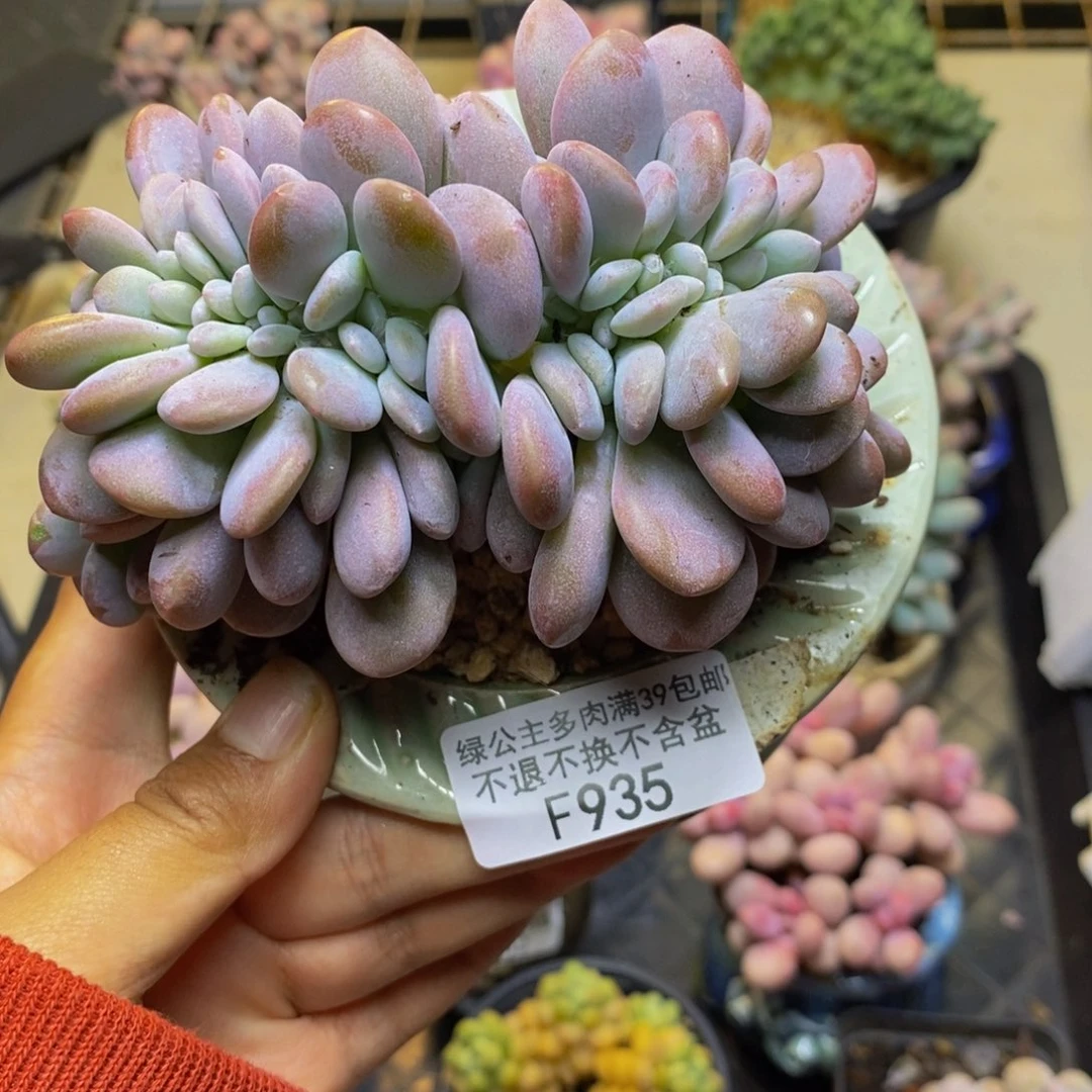 935粉桃缀多肉10cm