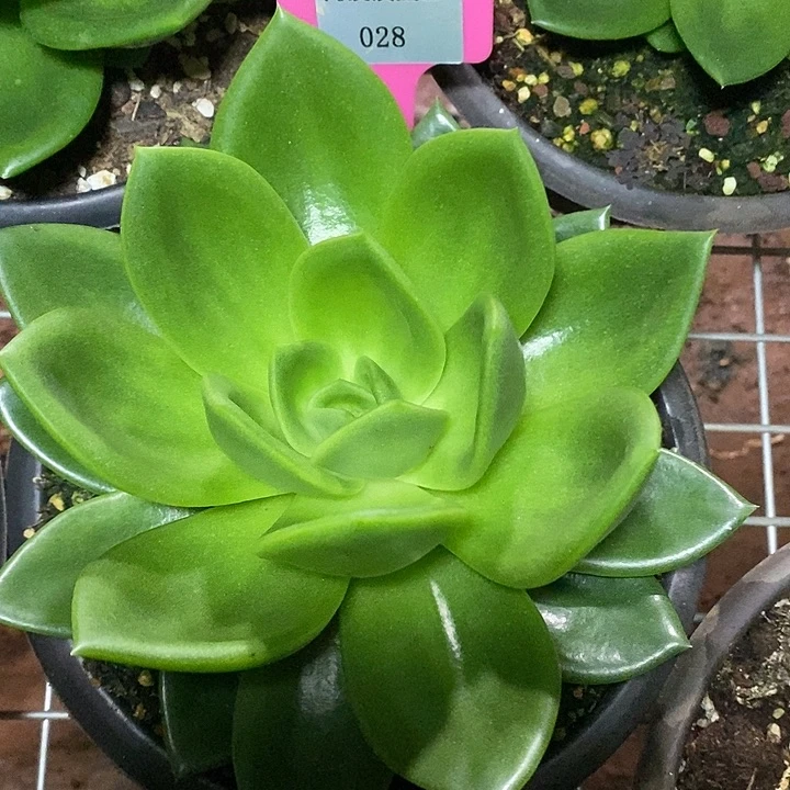 x028-多肉植物 翠花