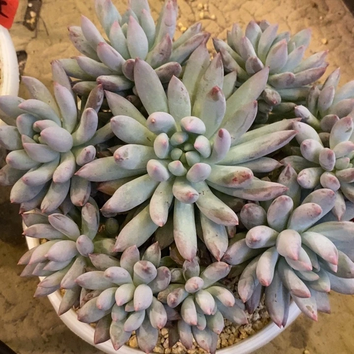 子***妈888888888888888888