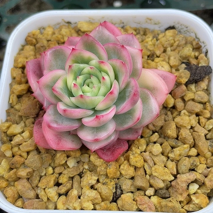 艾莎公主锦一物一拍