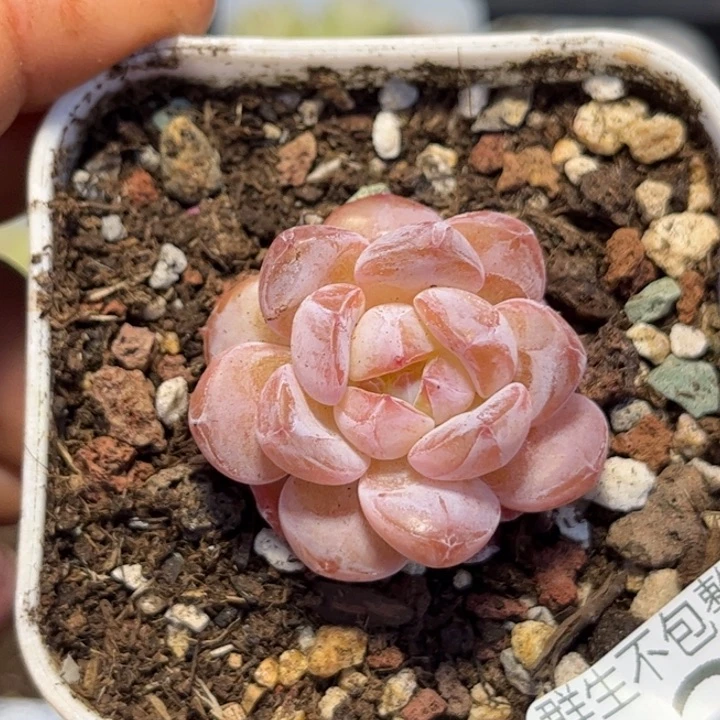 023糖心珍妮透体红透琥珀