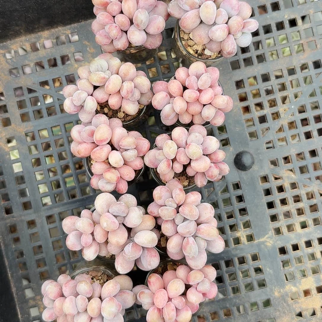 爱****儿多肉腰子蛋10颗一起