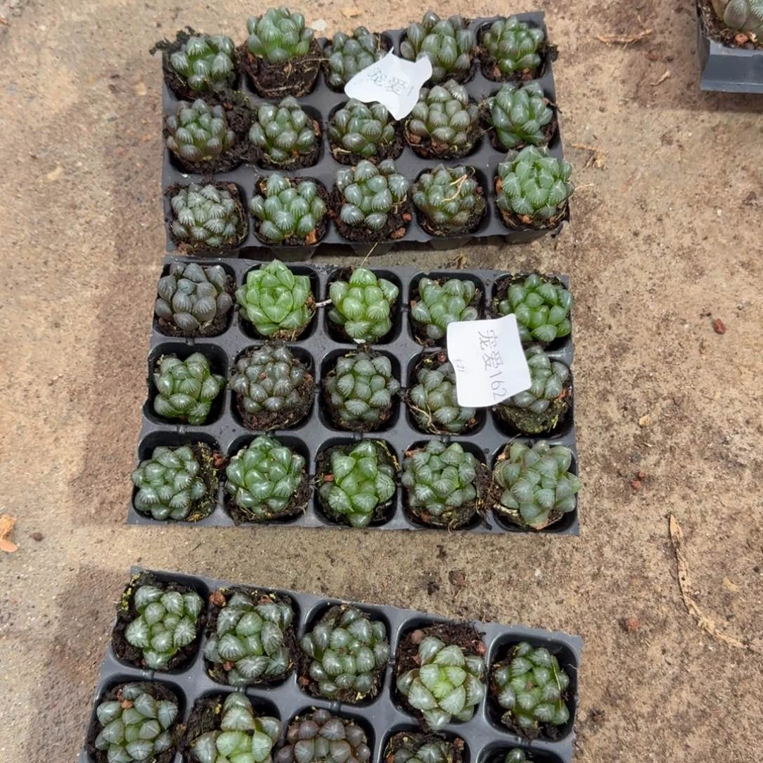 105孔玉露15颗量拍