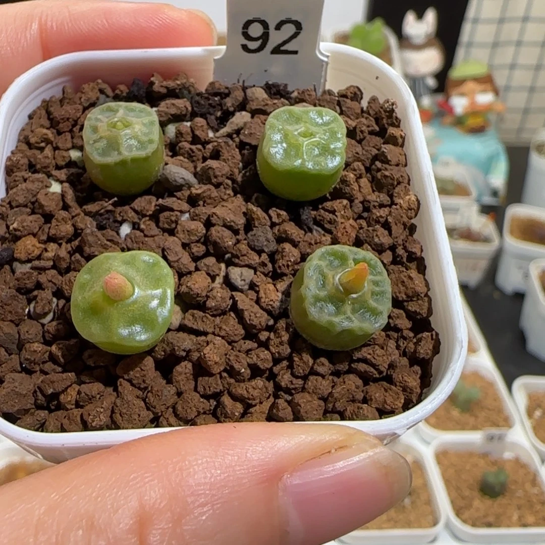 肉锥多肉植物组合-方烧一盆1606