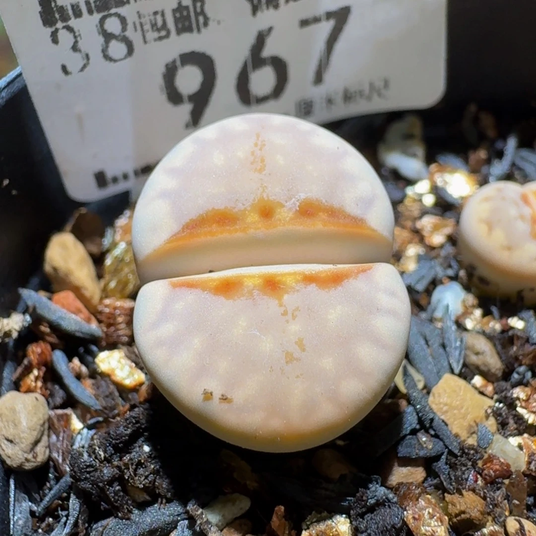 Sssss便宜了好多967卡1.6