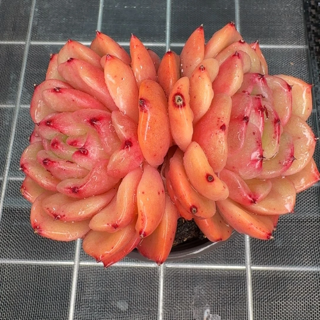 从前慢花园精选0112-双头汉堡水晶珍妮