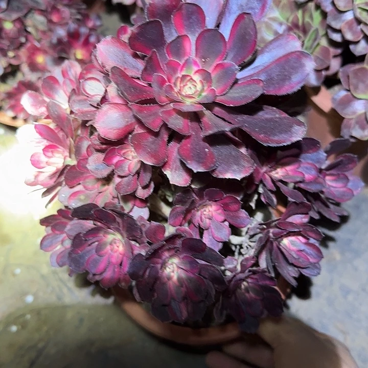 精品香奈儿捧花开播福利21