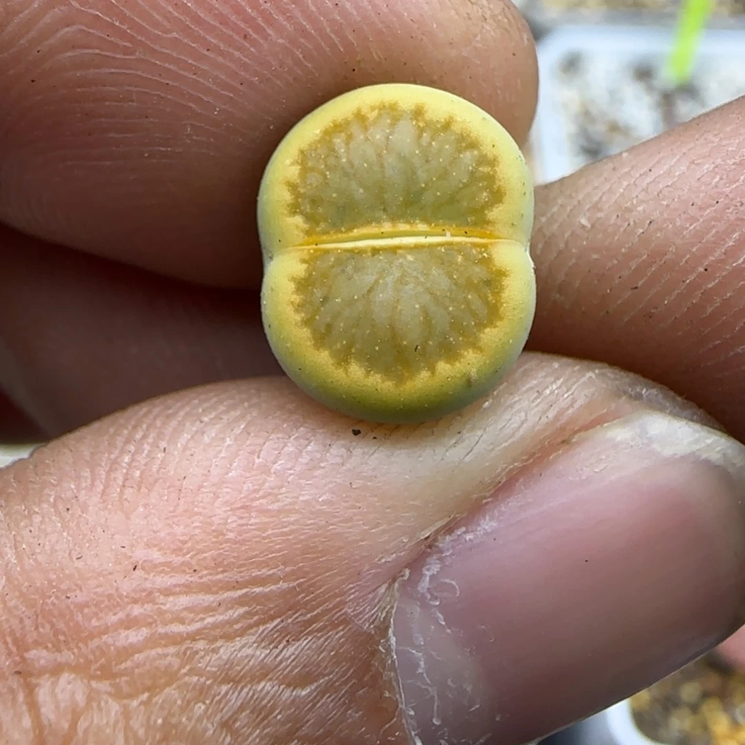 673 生石花大棚直播