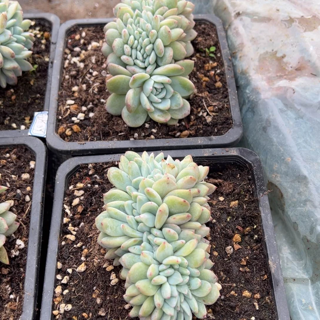 吖***妮多肉植物，多肉植物