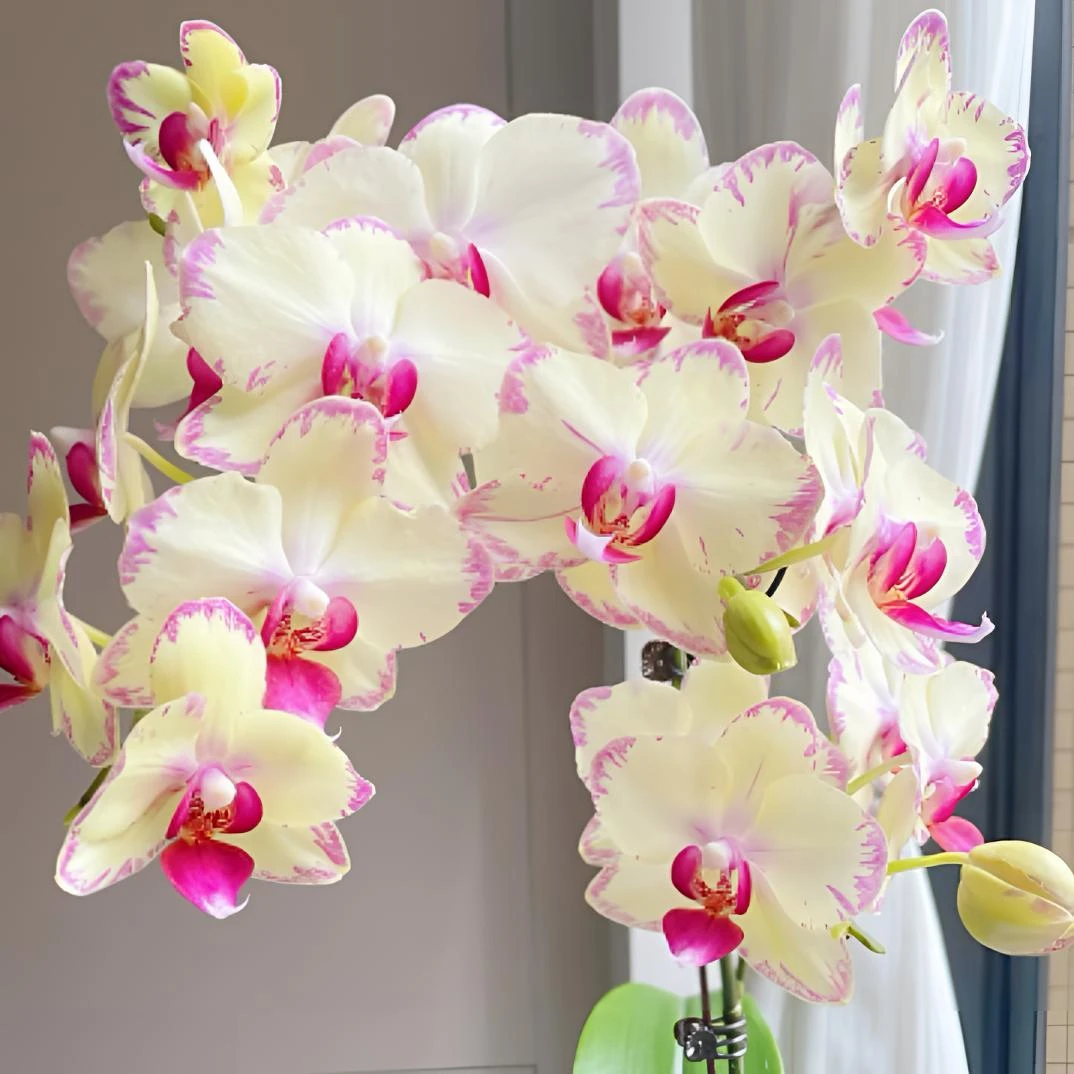 【绿闪电】黄绿色系列大花型 单花剑 抽梗苗发货