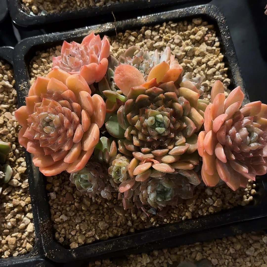 多肉植物啦啦啦啦啦啦啦