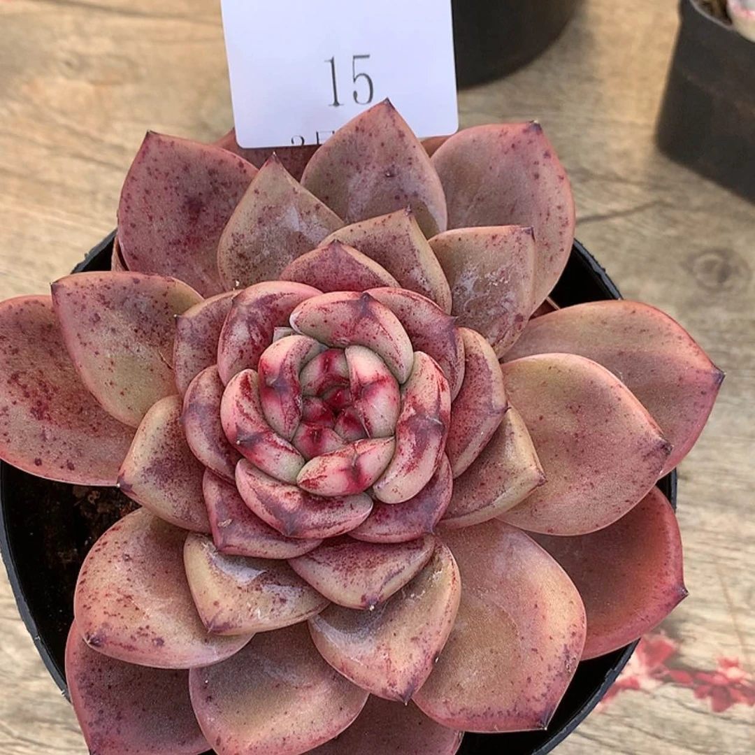 【闪购商品】云15号