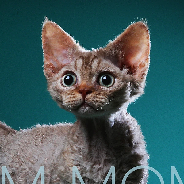 杭州德文猫舍活体宠物猫咪大宠全款成交链接 仅支持平台交易