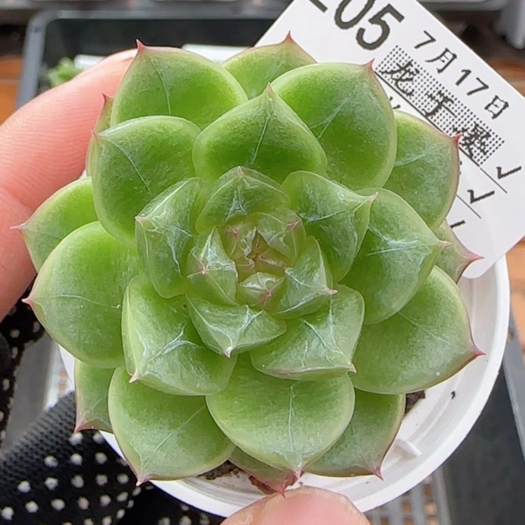 多肉0717-205啊飘