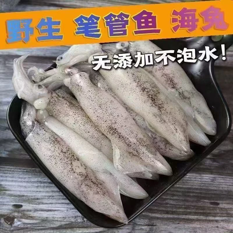 新鲜速冻野生海兔笔管鱼鲜嫩捕捞冷链顺丰包邮一斤10-16条C