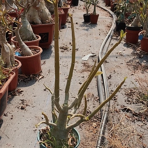 【闪购商品】边*浅绿植