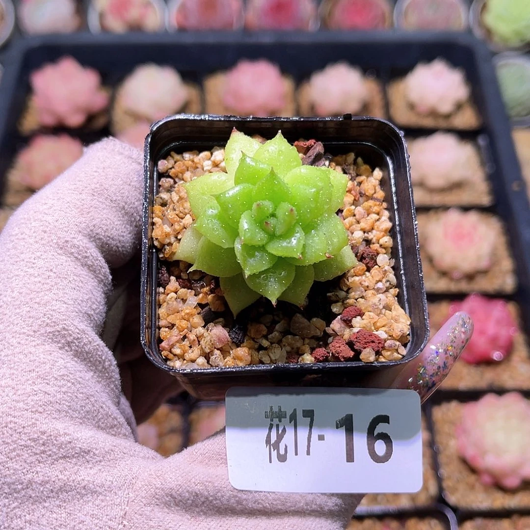 花利美17-16绿水鬼