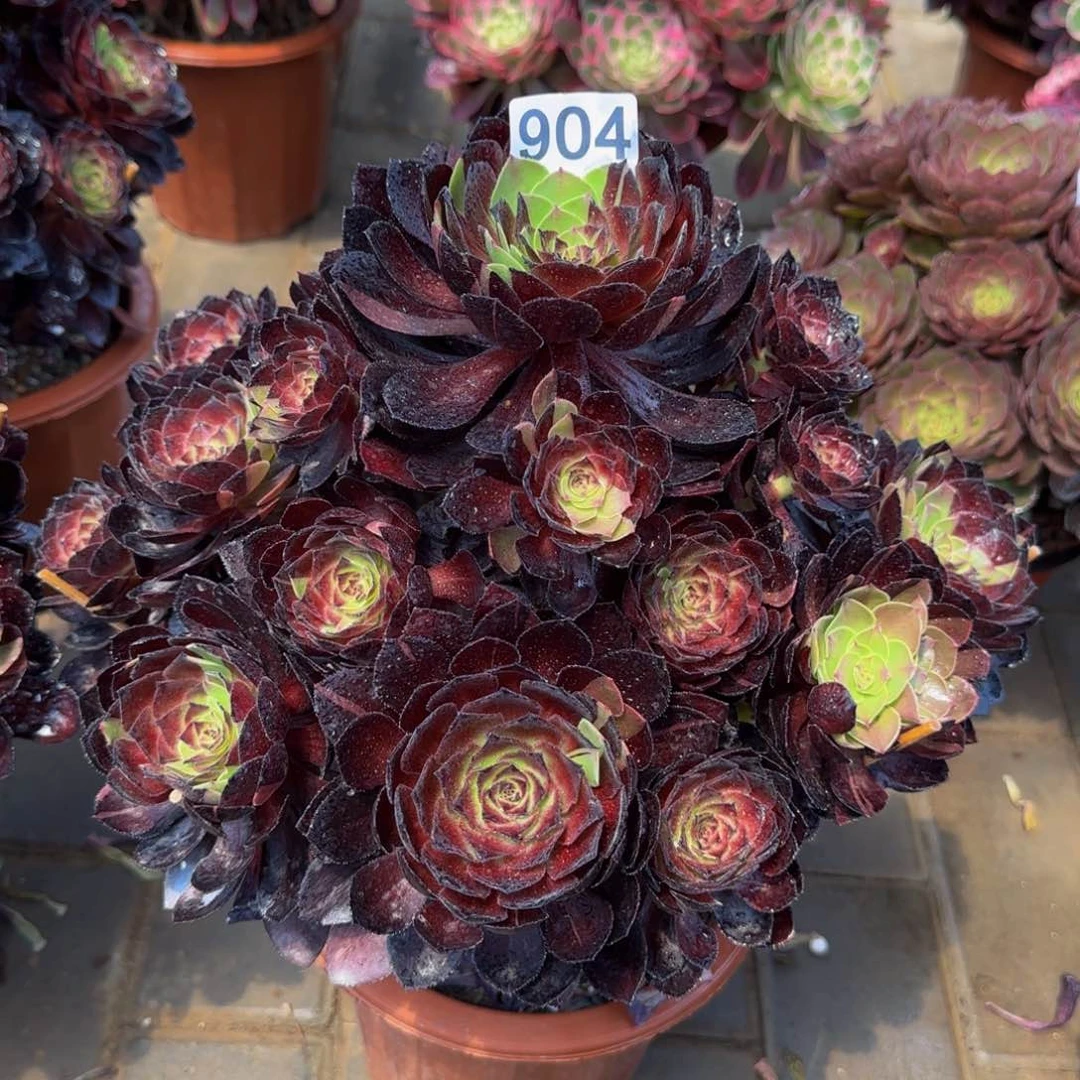 姜*华花花公子904