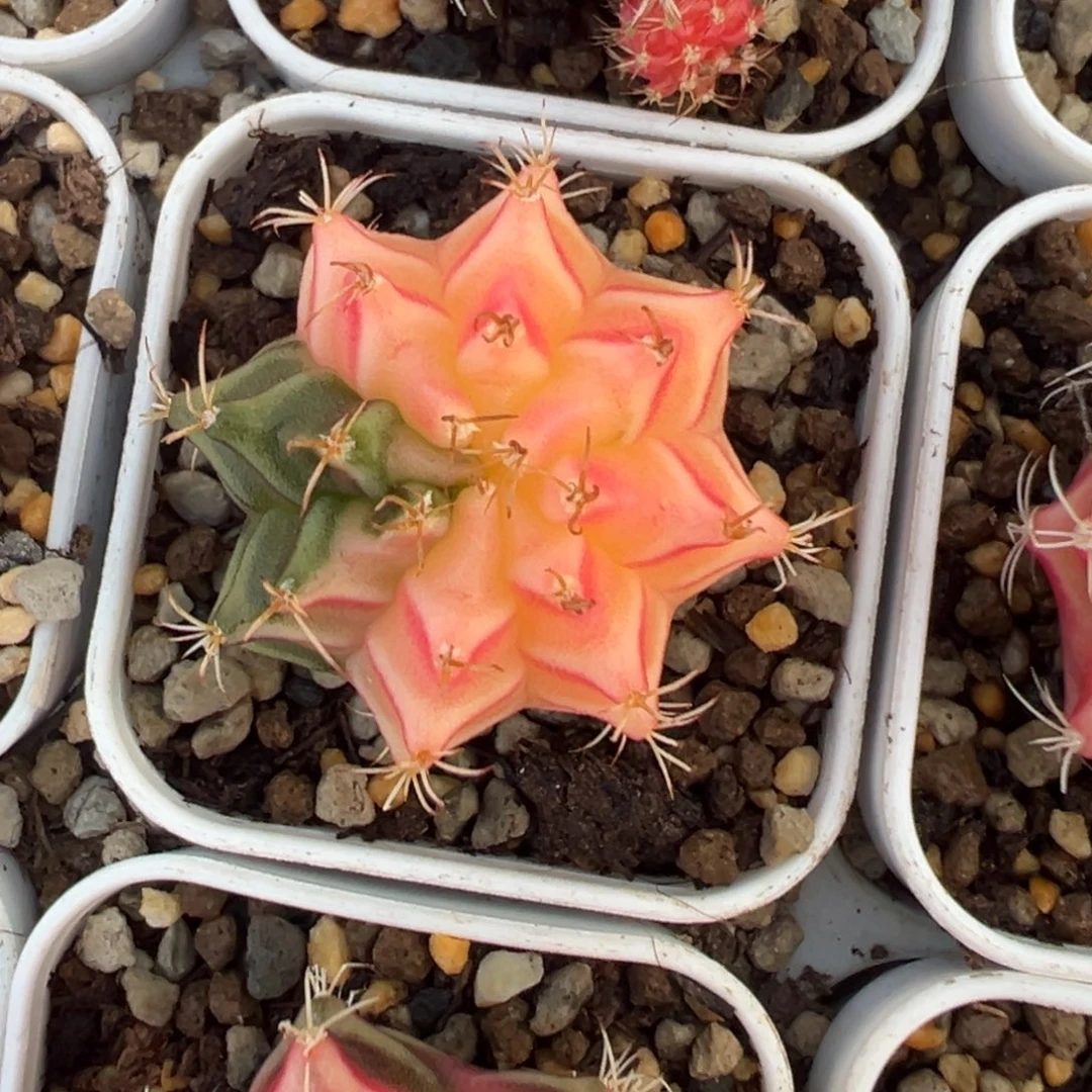 191 好看的米哈冲冲冲