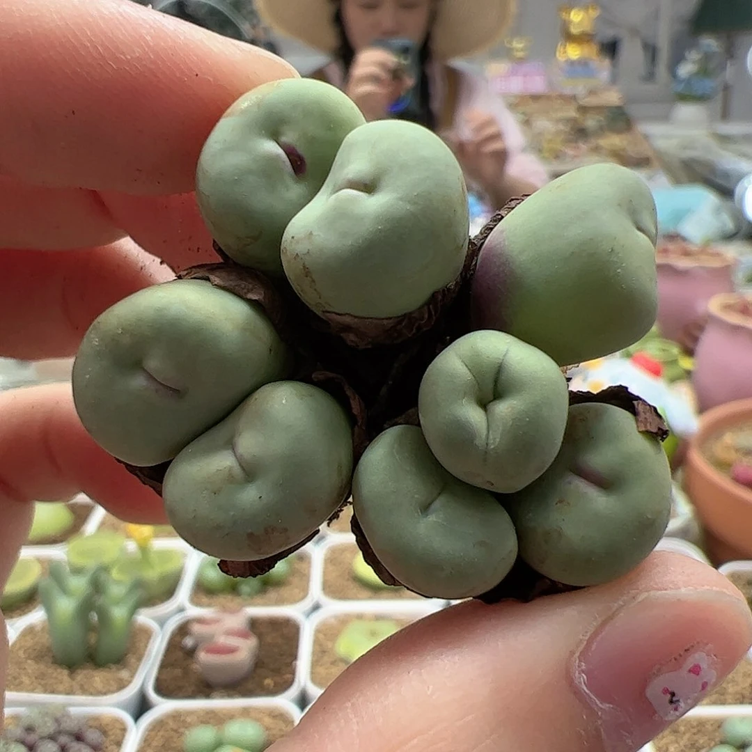 【闪购商品】103 嘟嘴