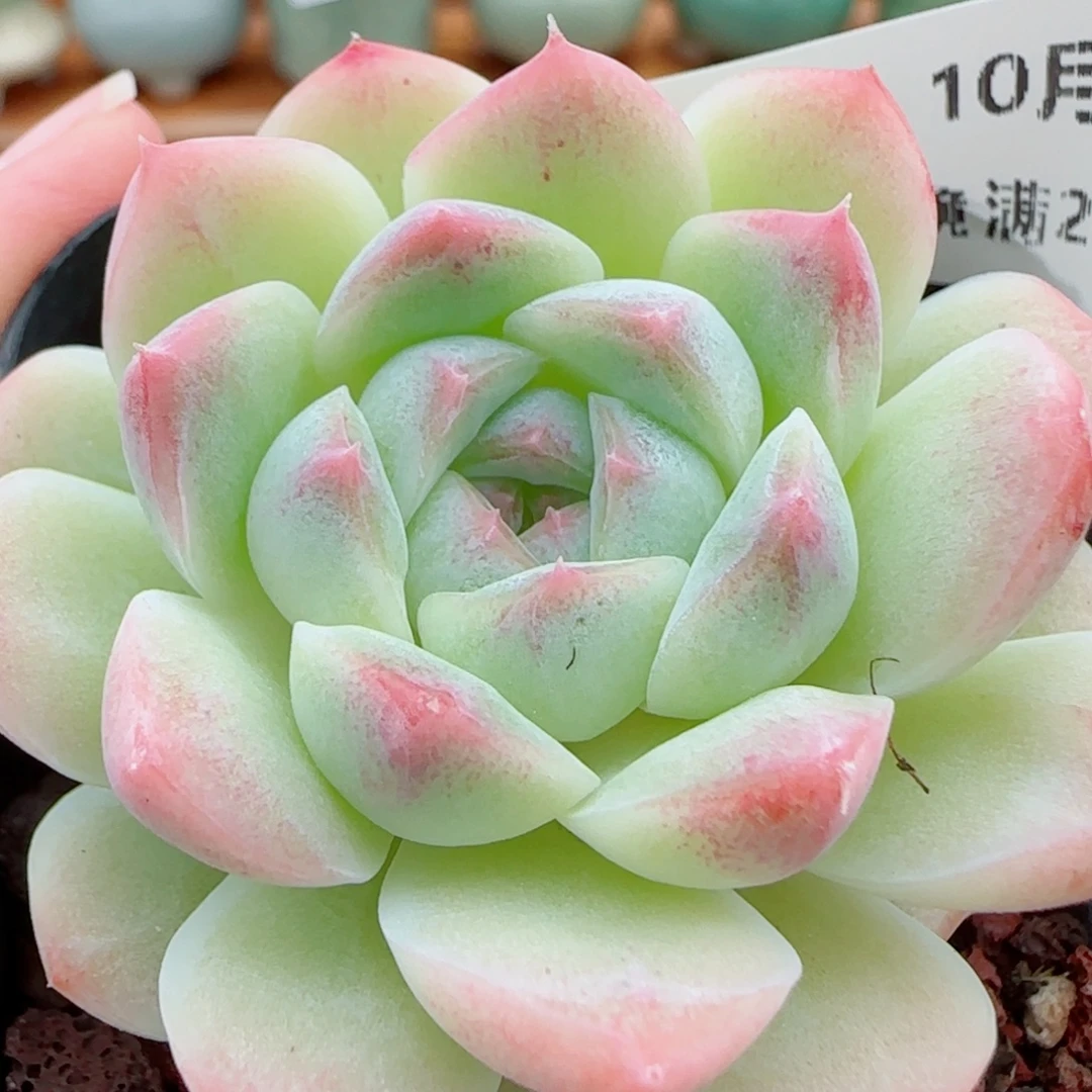 花语逸镜1013-13溏心