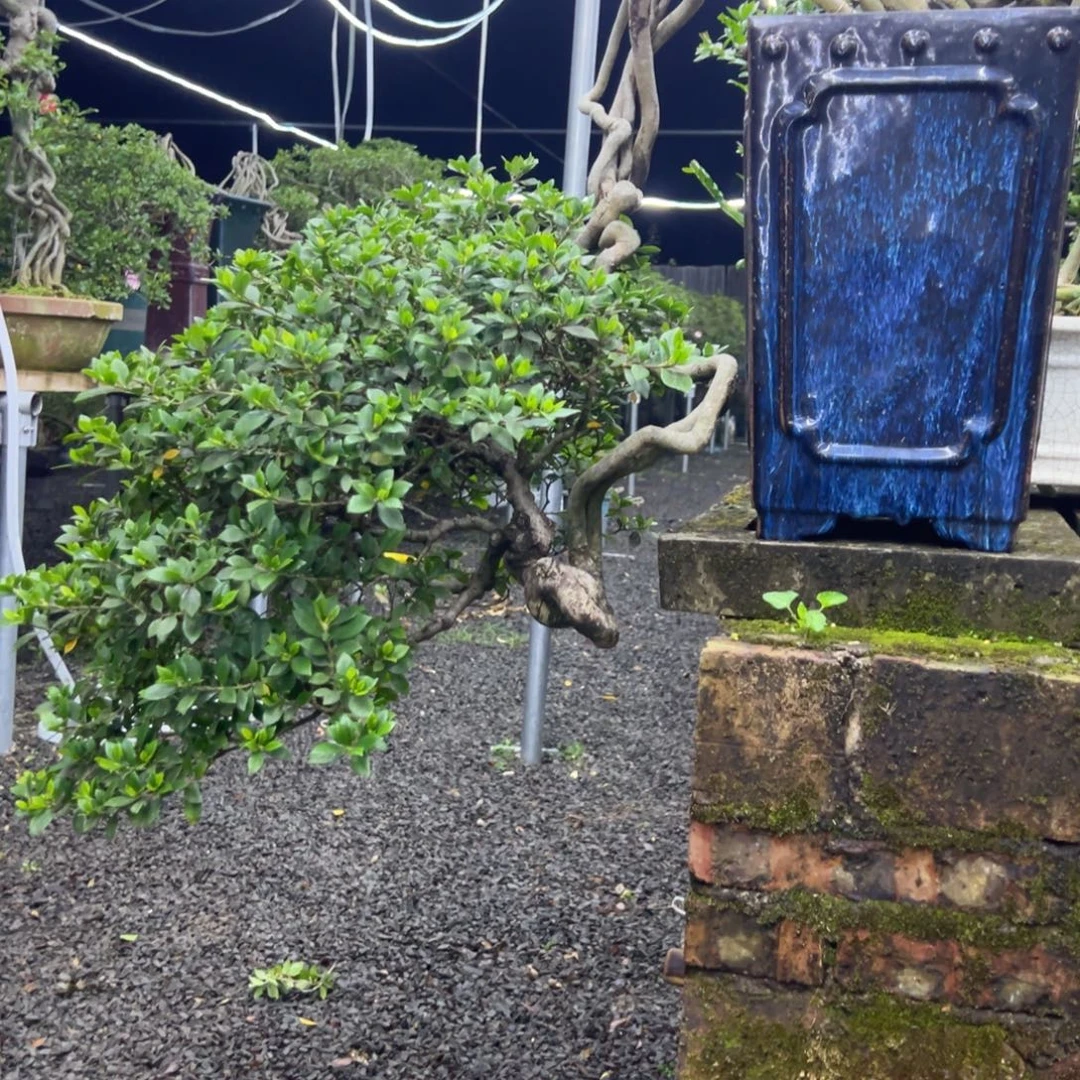 举***尘无花朵栀子盆景老庄