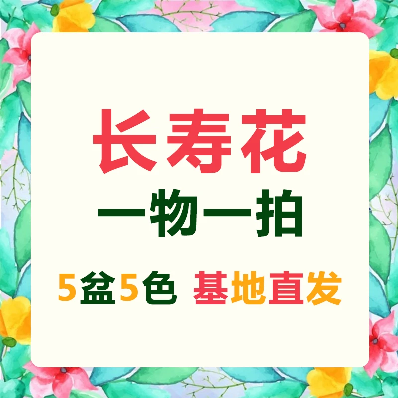 清棚处理5盆5色长寿花一物一拍原土原盆