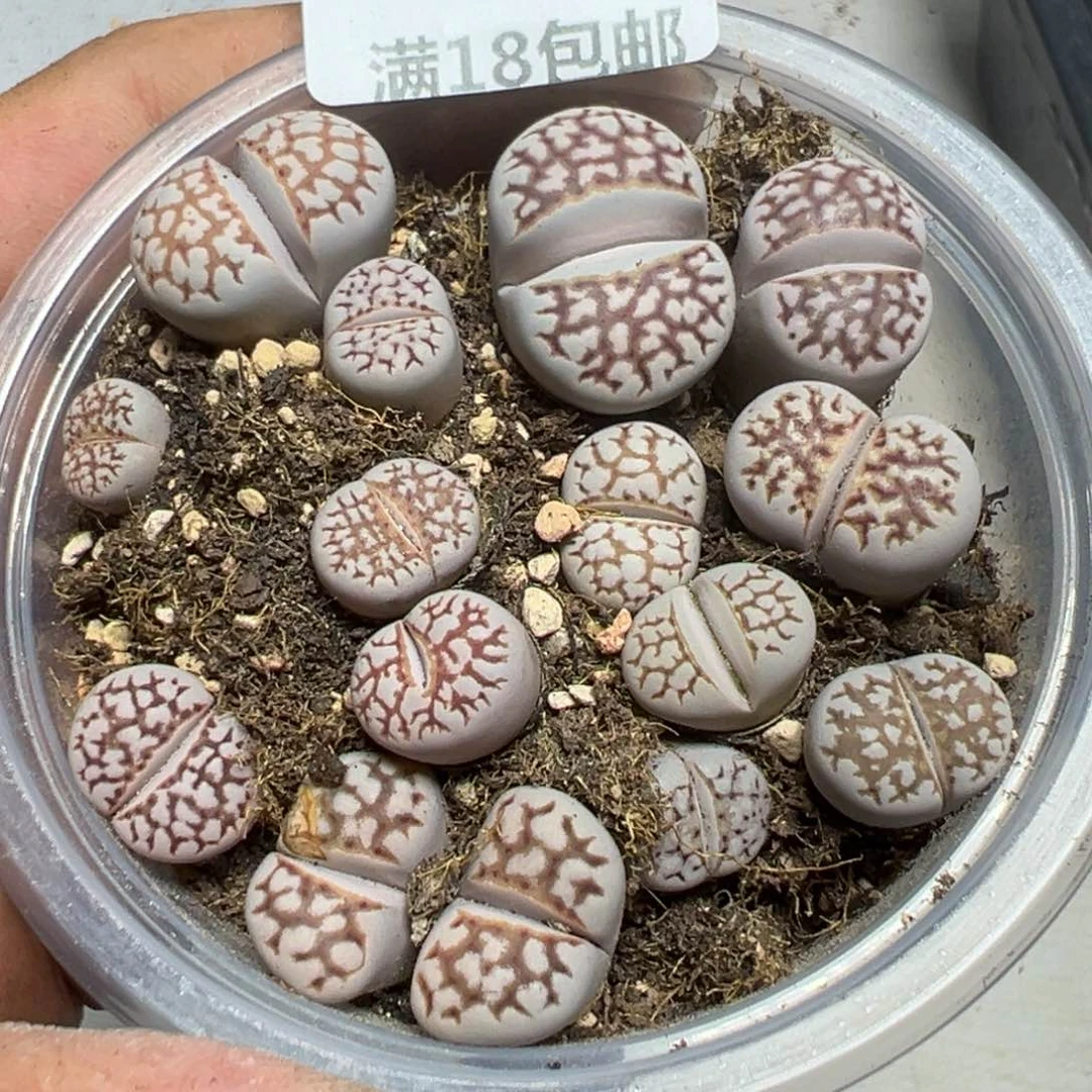 【闪购商品】 654。