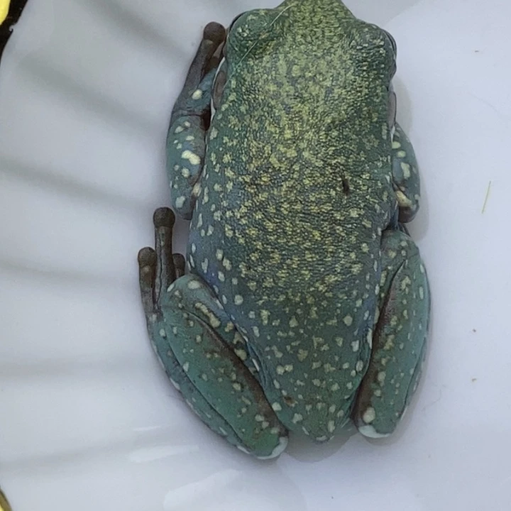 老爷树蛙澳蓝精灵蓝20号