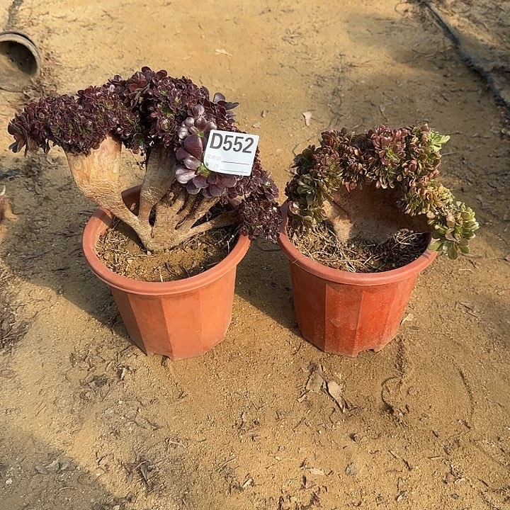 552欧紫玫瑰有伤共2颗