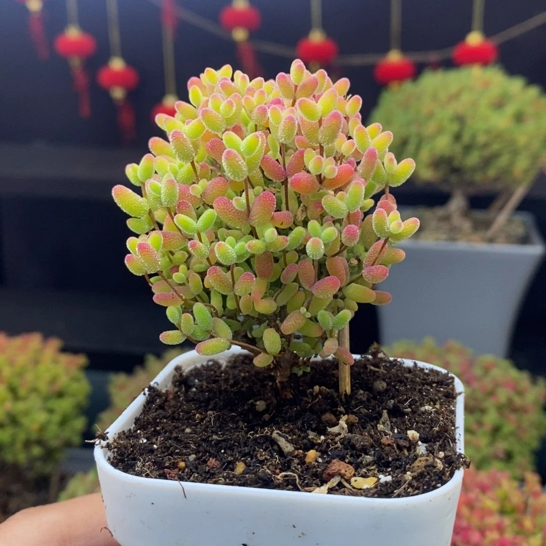 397号蜜橘糖球枝干（直杆）