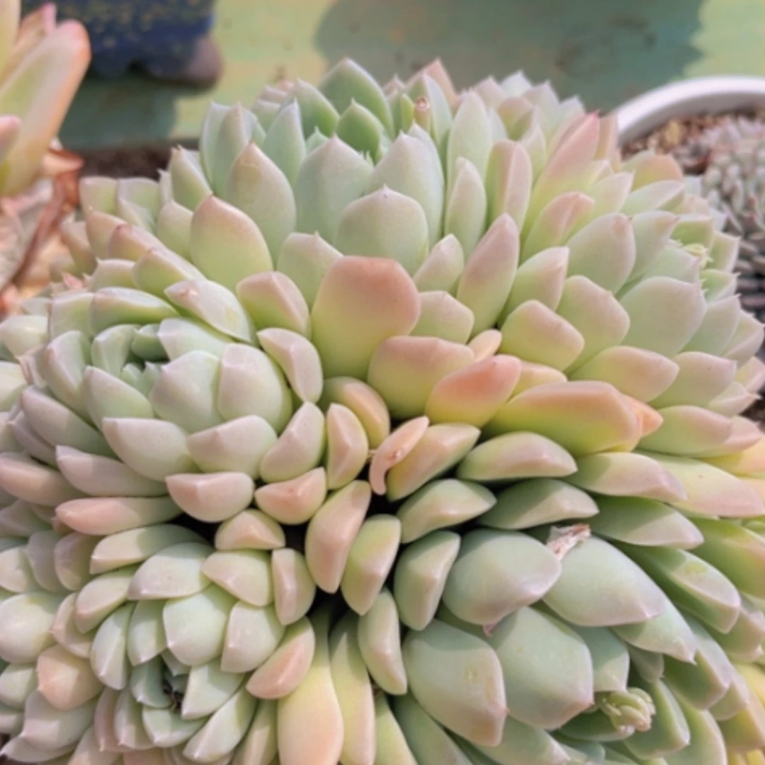 【闪购商品】奶油美人1547