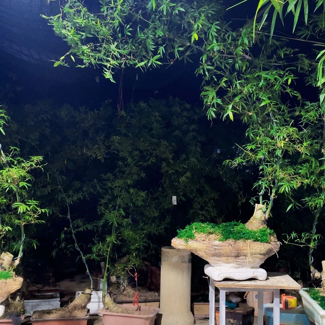 菲***粑无花朵簕竹哈哈哈哈哈哈哈