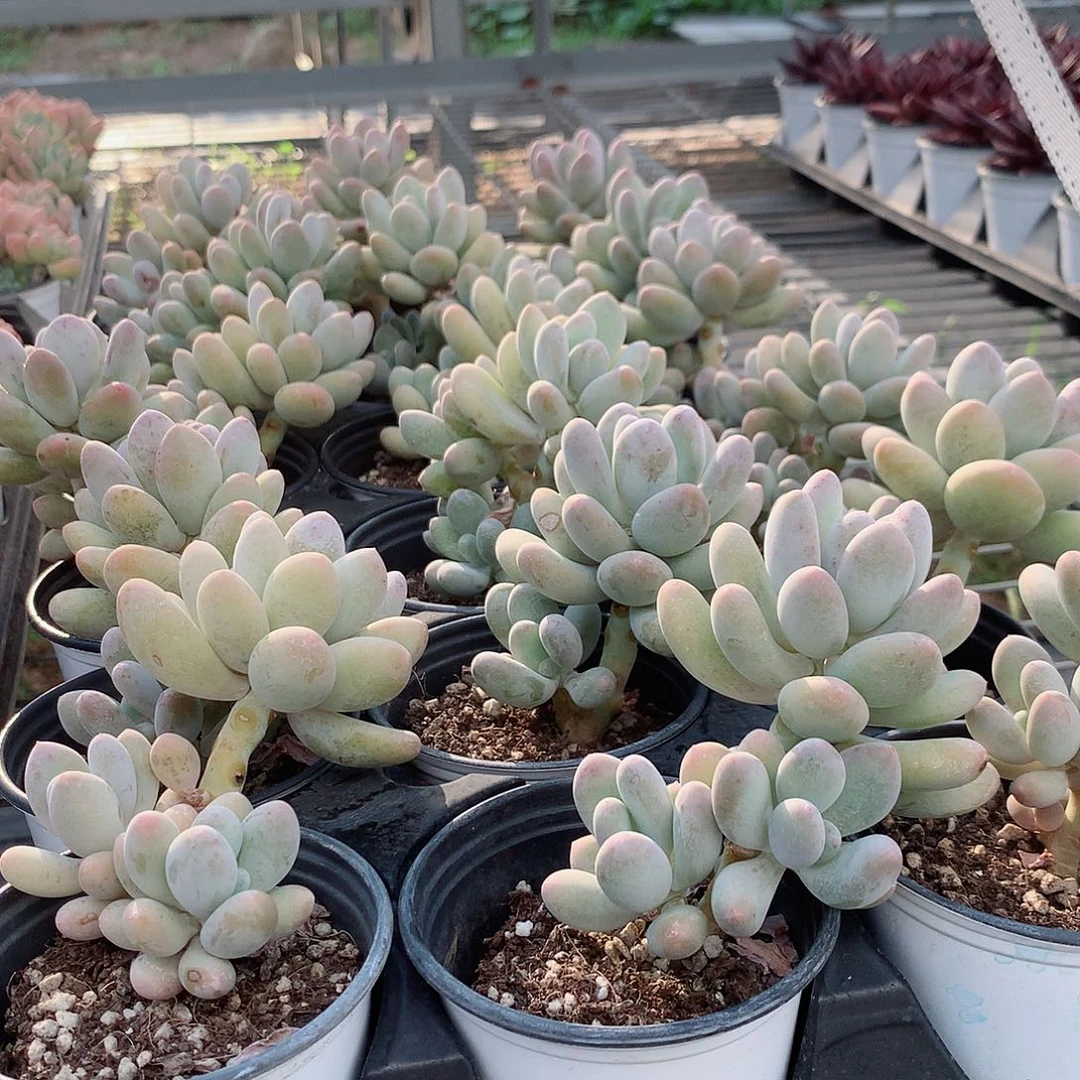 大叶奶47888888888888888