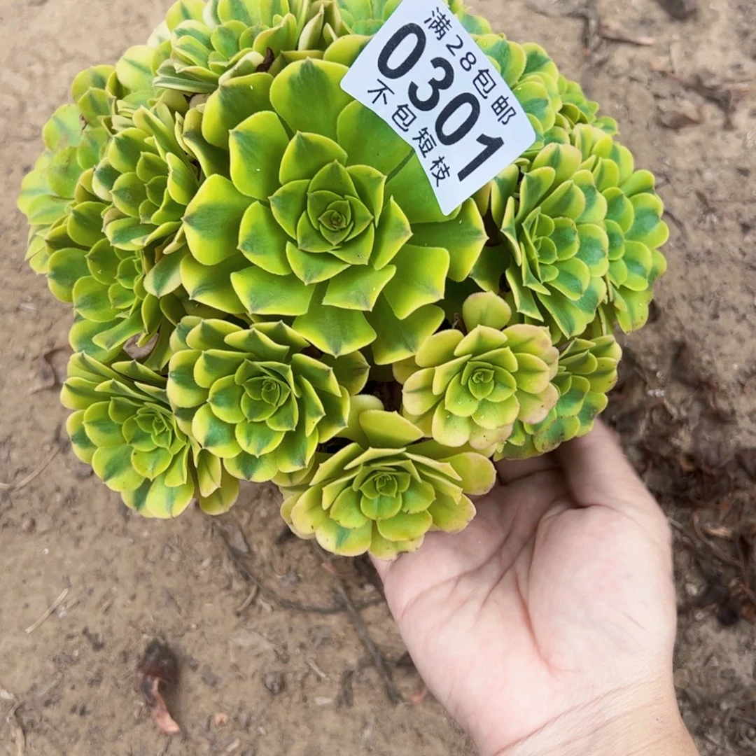 绿美杜莎多肉植物0301