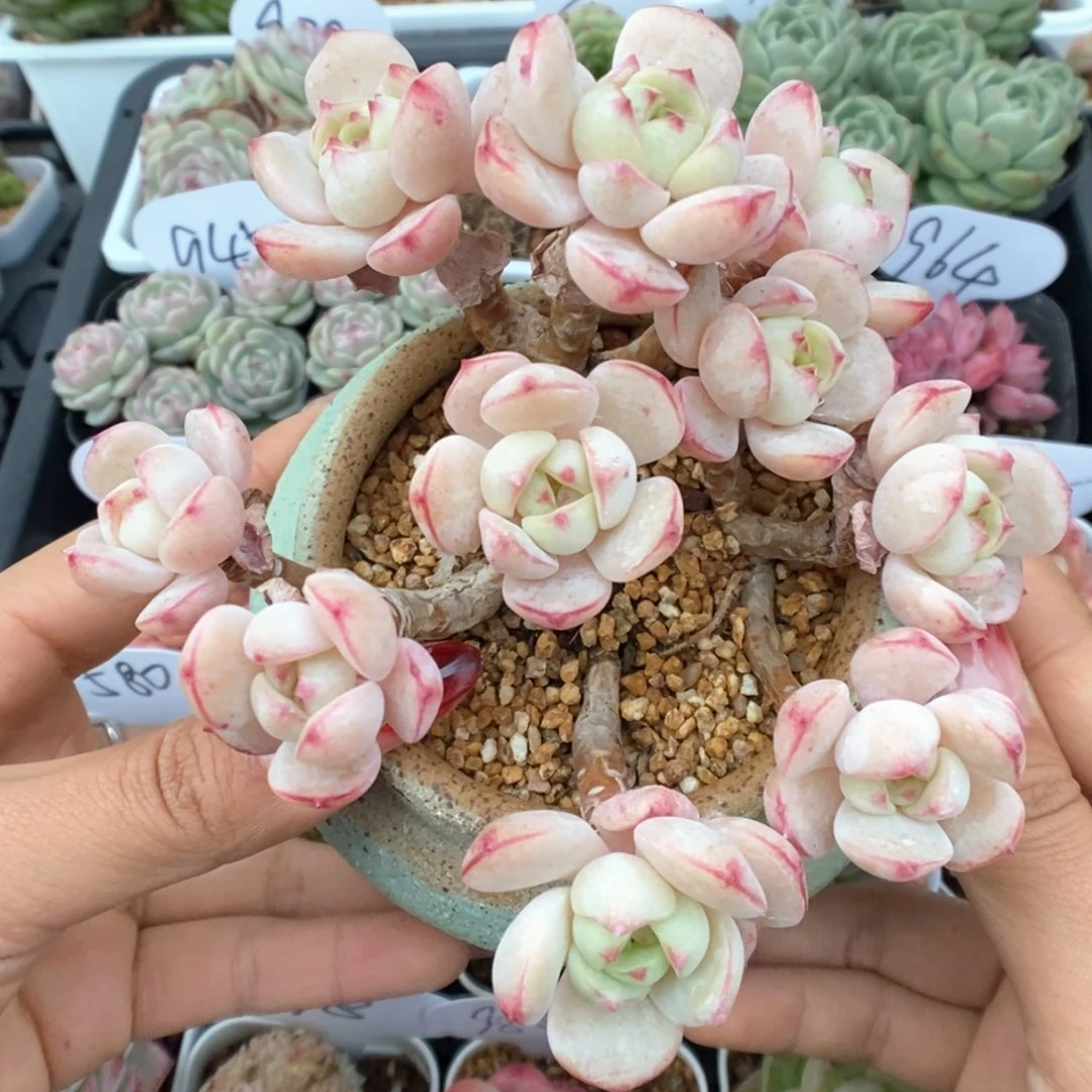 老桩香草群生可拍。