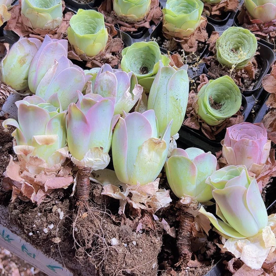 老桩粉酒杯5个19包邮