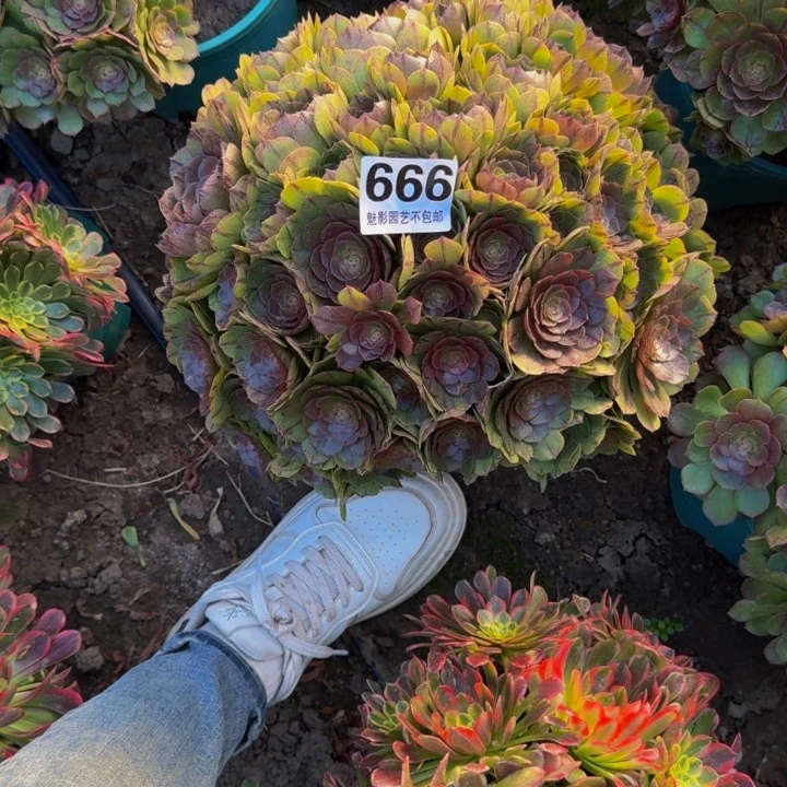 拉丝花27-37包邮花花