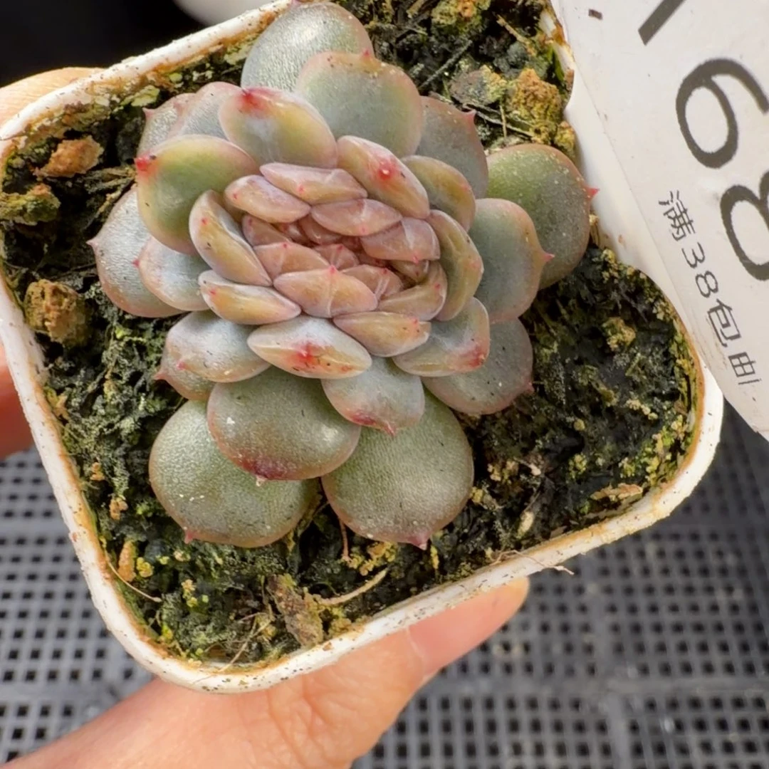 红色恋人缀化168号