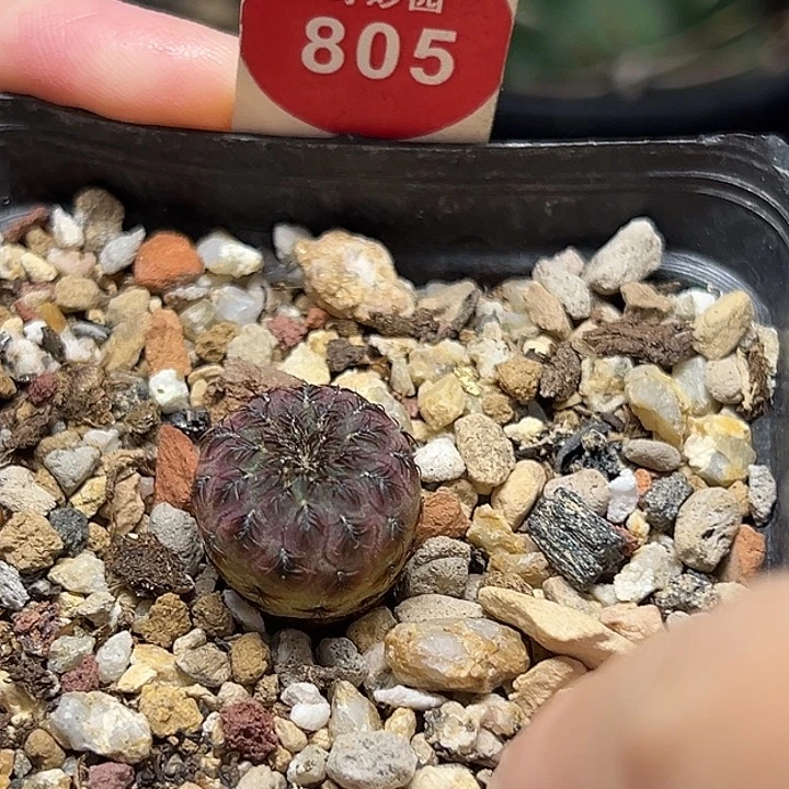 实生紫丽丸一棵仙人球