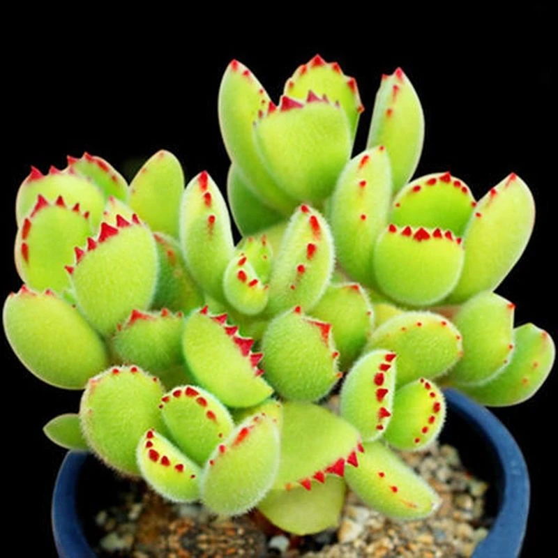 【满9.9包邮】熊童子8㎝盆脱土发多肉植物以直播间展示为主