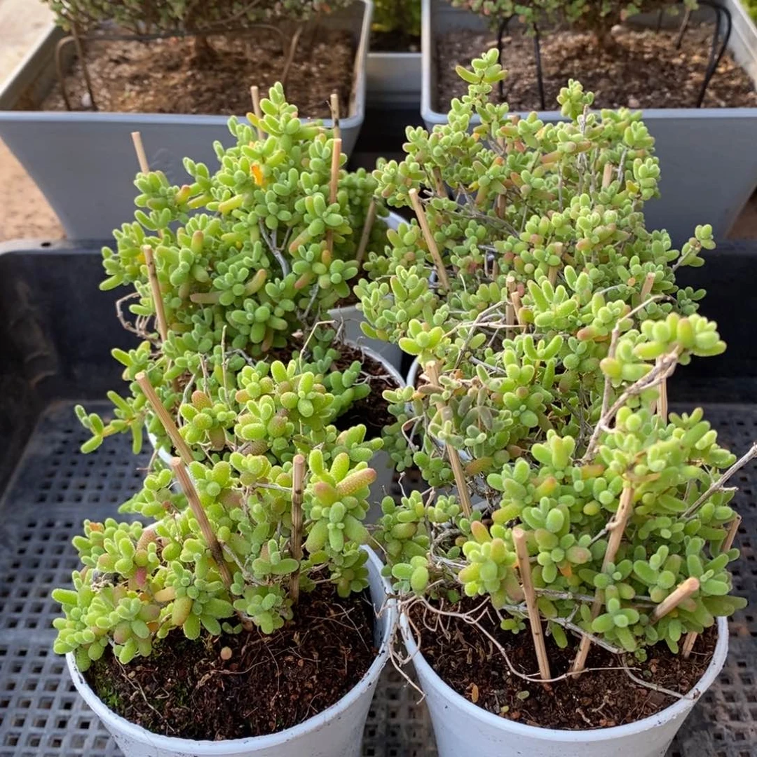 枝干番杏多肉植物799