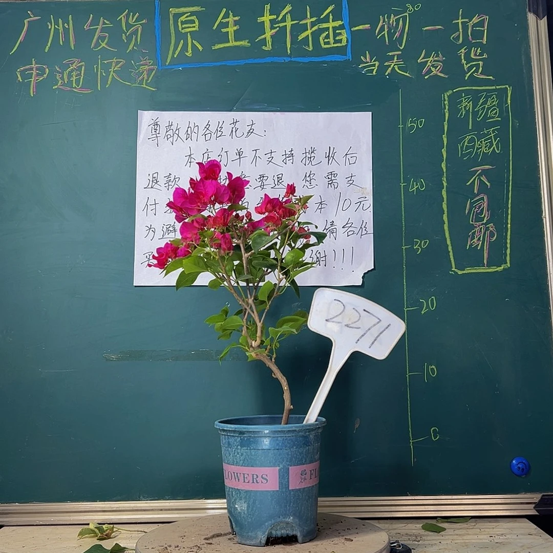 当前无花栽培后可以开花炸 玫瑰红2271