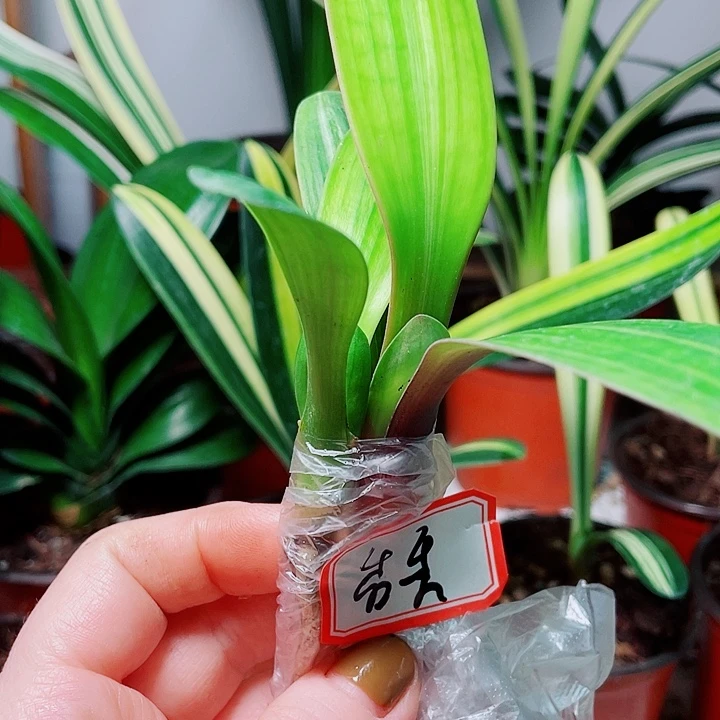 完全开放君子兰好看