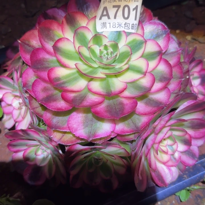 多肉法师荔枝捧花